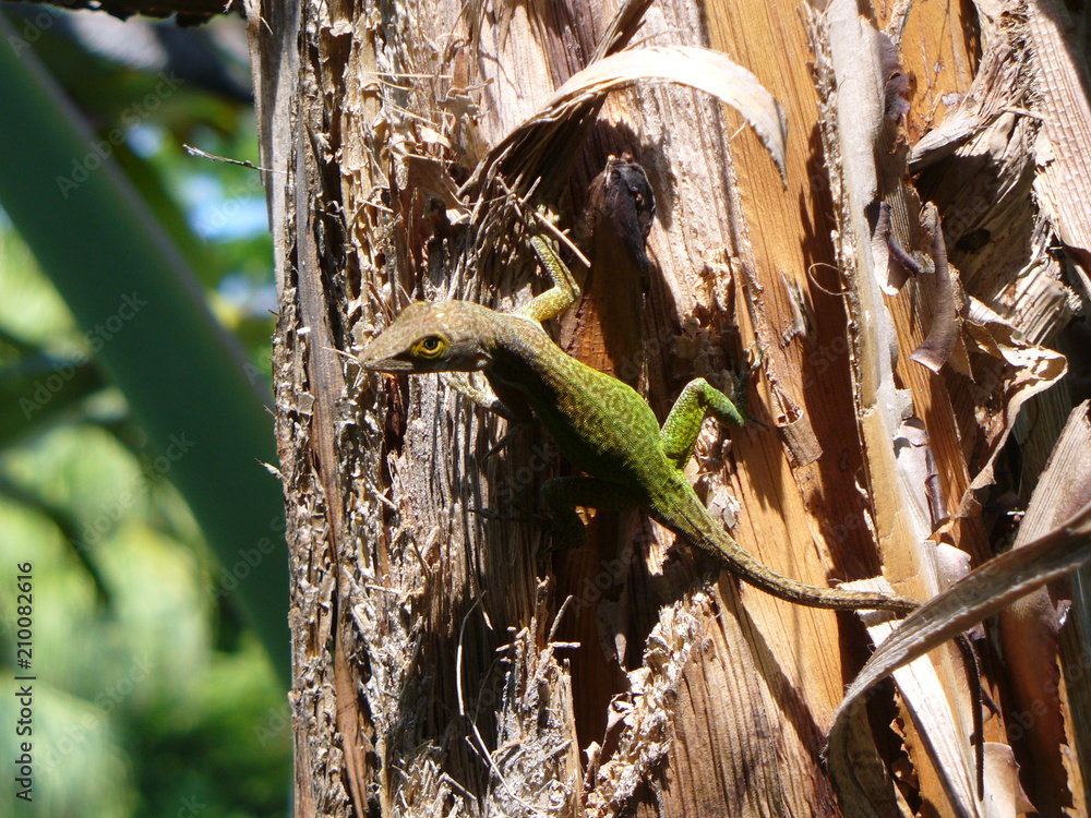 Lizard on Tree Lizard on Tree
