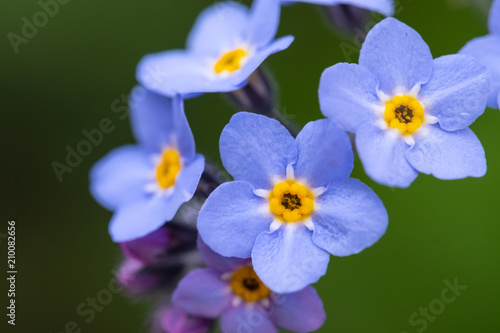 Myosotis scorpioides which is also called Forget Me Not © Ket Sang Tai