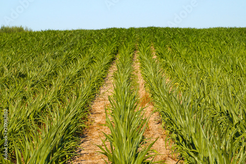 A hill sown with maize