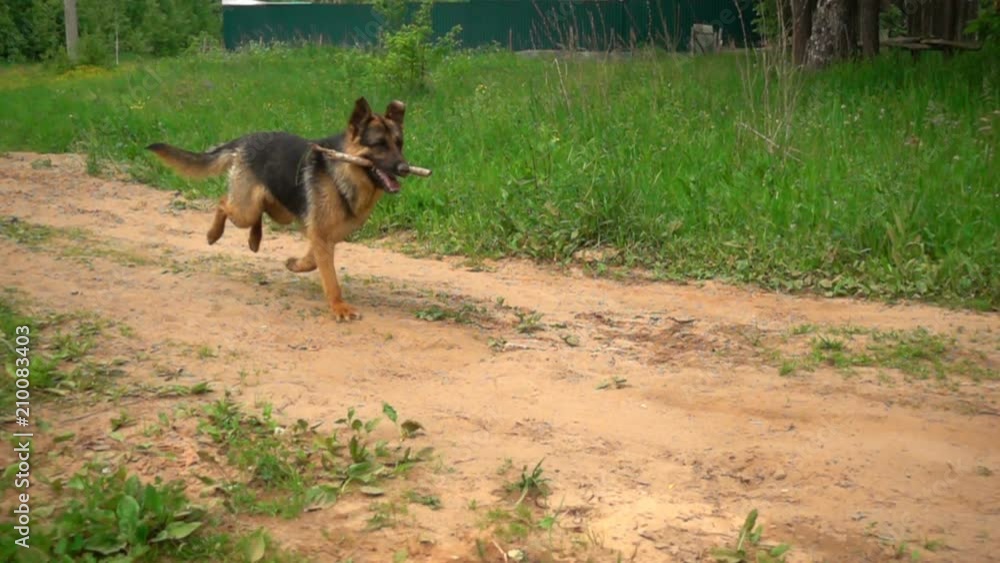German Shepherd runs along the summer forest path, slow motion German Shepherd runs along the summer forest path, slow motion