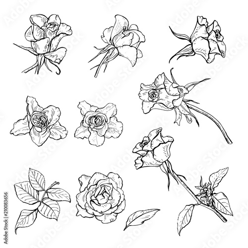 A set of roses with leaves drawn with a pen, vector Botanical illustration.