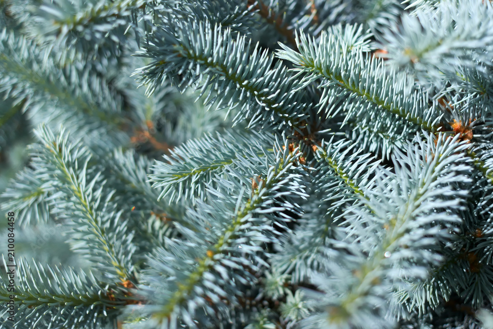 Fir branches with blue needles.