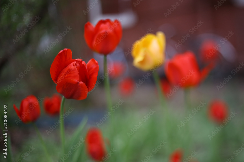 hyacinth light blue aromatic flowers in blue cup close up photo on the table on summer garden background soft monocle photo hyacinth light blue aromatic flowers in blue cup close up photo on the table on summer garden background soft monocle photo