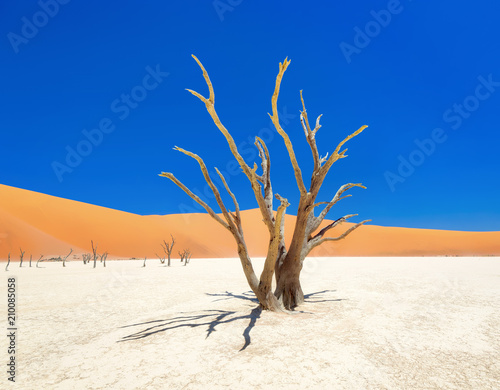 Dead Vlei in Naukluft National Park  Namibia  taken in January 2018