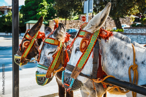 Close up of colorful decorated donkeys famous as Burro-taxi waiting for passengers in Mijas, a major tourist attraction. Andalusia, Spain photo