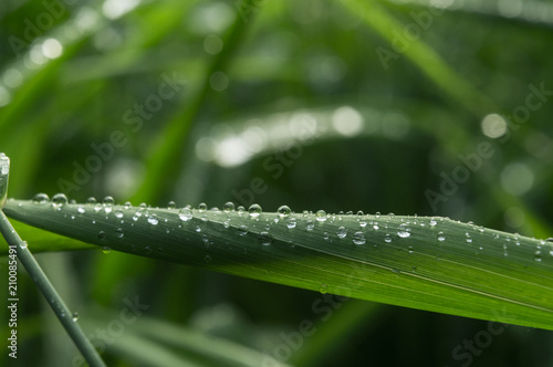 Raindrop on the grass