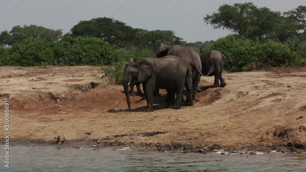 An elephant salutes along an African riverbank An elephant salutes along an African riverbank