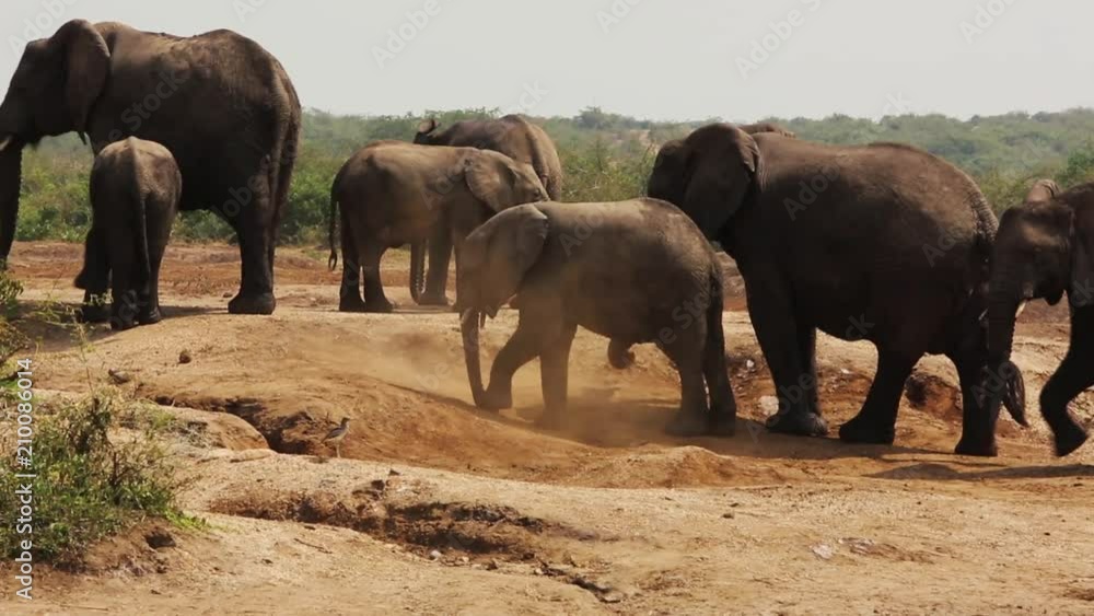 A large herd of Elephants try to stay cool along an African riverbank A large herd of Elephants try to stay cool along an African riverbank