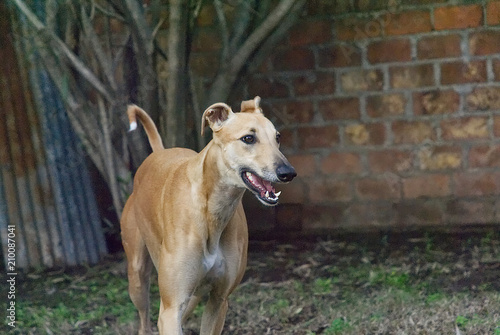 Portrait of a young greyhound outdoor in the garden 