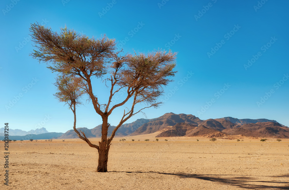 Lonely Tree in the Namib Desert taken in January 2018 Lonely Tree in the Namib Desert taken in January 2018