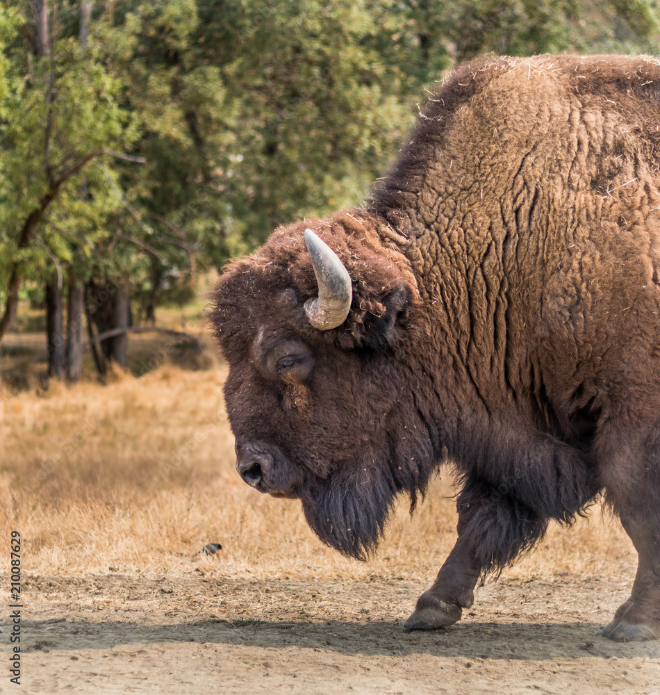 Bison Bison