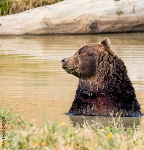 Basking Bear