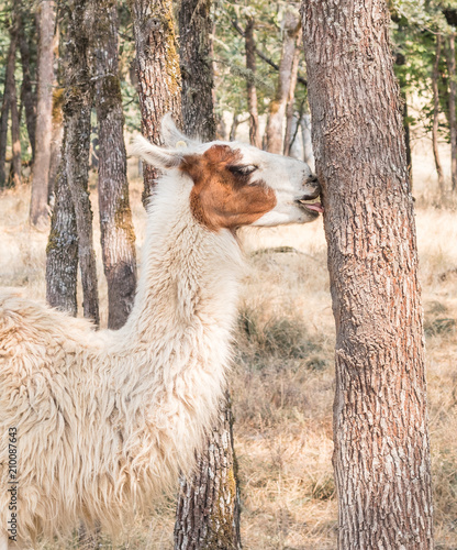 Llama Loves Tree