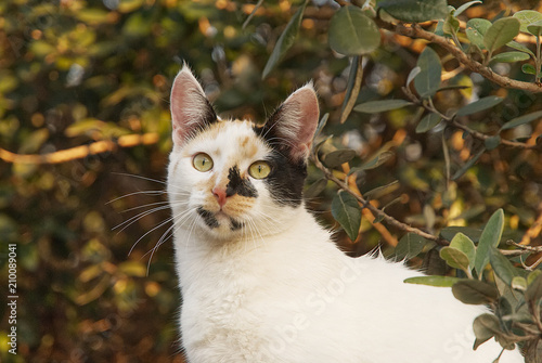 Cute young cat outdoor with a beautiful background