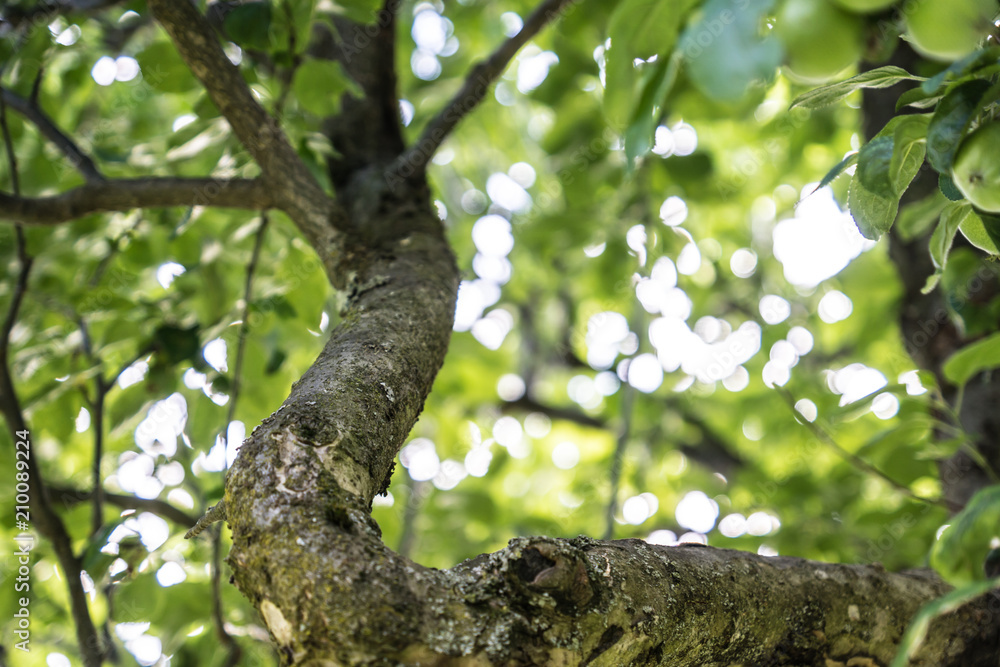 Ast eine Baumes Ast eine Baumes