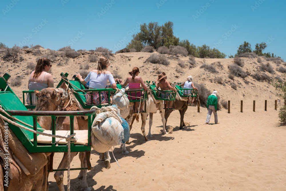 Turistas encima de camellos unos detras de otros - obrazy, fototapety, plakaty 