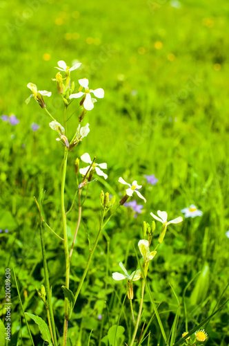 Yeşillik içinde çiçekler, papatyalar © VSenturk