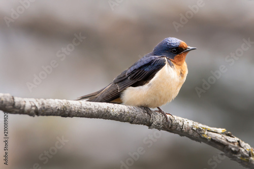 Obraz na płótnie Barn Swallow 02