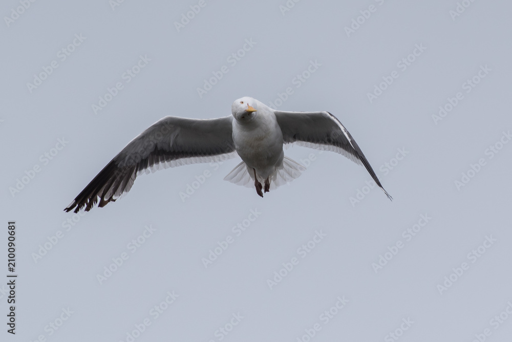 Seagull flapping wings and flying with head turned at peculiar angle. Seagull flapping wings and flying with head turned at peculiar angle.