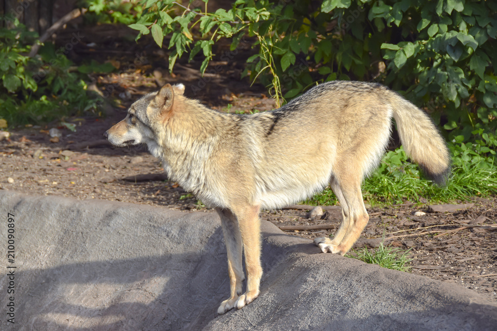 Obraz premium a gray wolf stands on a rock and looks into the distance