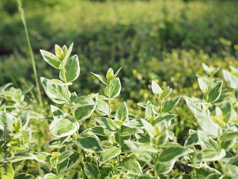 Fototapeta premium きれいな葉っぱの風景