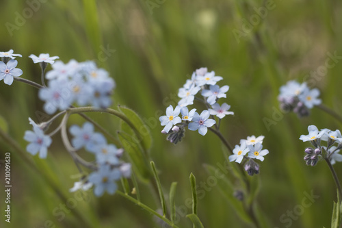 Beautiful summer floral background. Meadow flowers Myosotis close-up. Blue flower Myosotis. Macro. © sanatgen