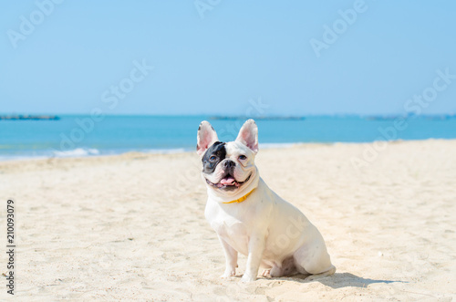 Fototapeta Naklejka Na Ścianę i Meble -  french bulldog stand on the sand beach