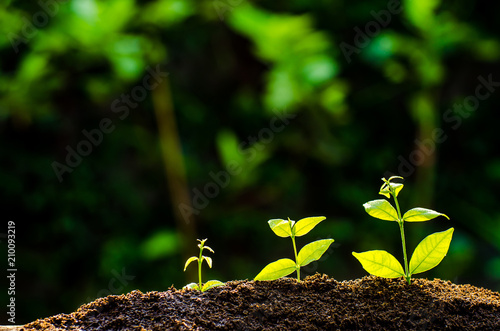 trees growing on fertile soil in germination sequence / growing plants / plant growth