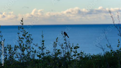 Small bird on top of bush © Robert B Photo