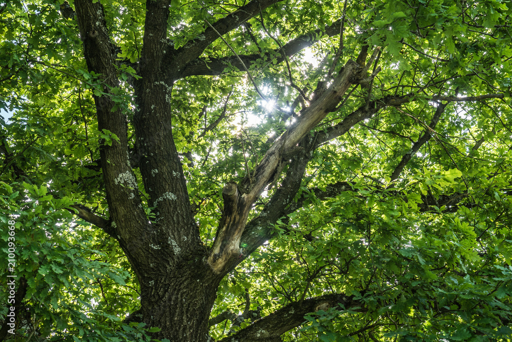 Sonne zwischen Blätter einer Eiche
