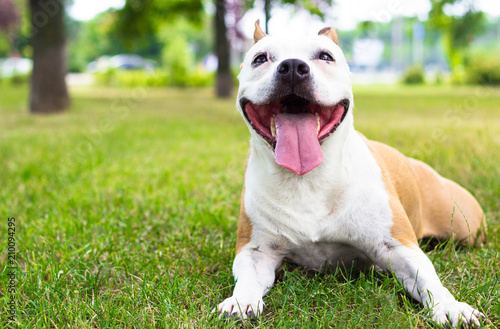 Dog having a big smile