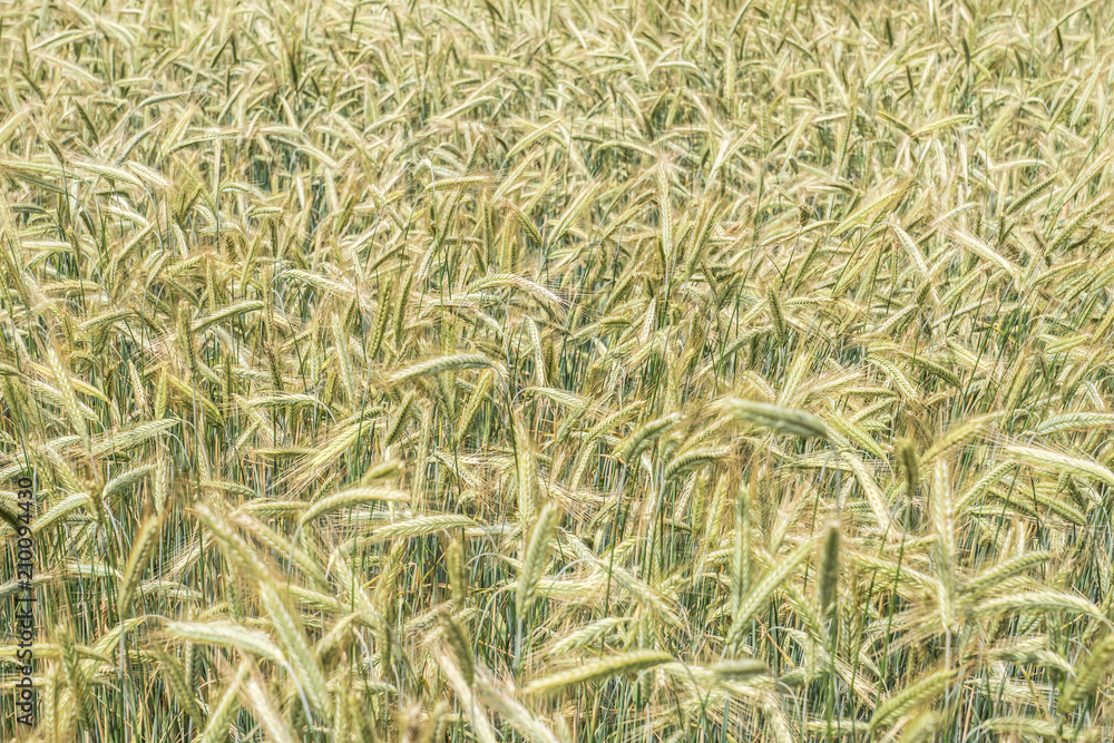 Roggenfeld StockFoto Adobe Stock