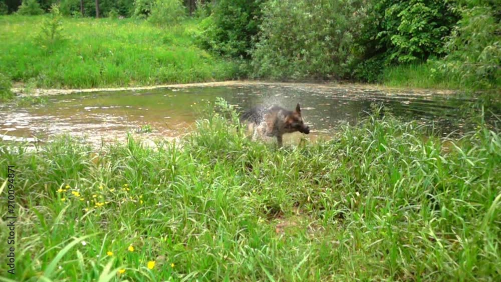Dog shaking off water, slow motion. Dog shaking off water, slow motion.