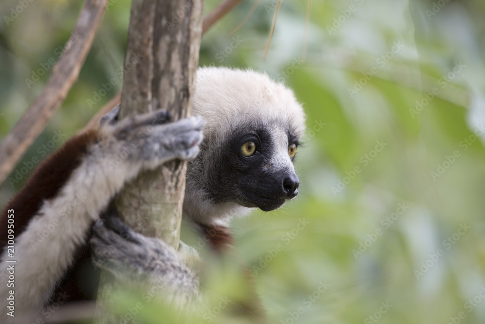 Naklejka premium Madagascan Coquerels SIfaka