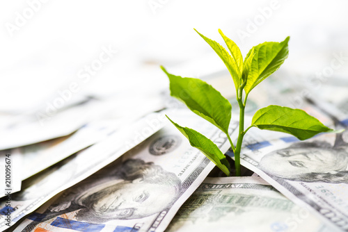 Growing Money and investments. Tree plant growth from American Banknote dollars. saving money concept.