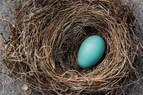 A single robin's egg in a nest