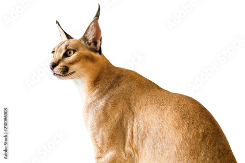 Caracal cat,kitty 8 month isolate on background,copy space, technical closed up.