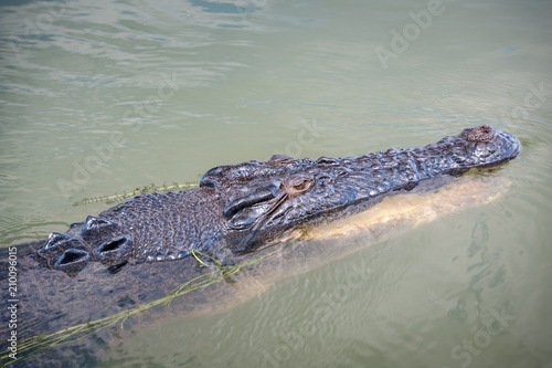 Floating crocodile  Northern Territory Australia