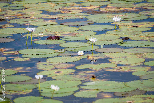 Lillypads in water, Northern Territory