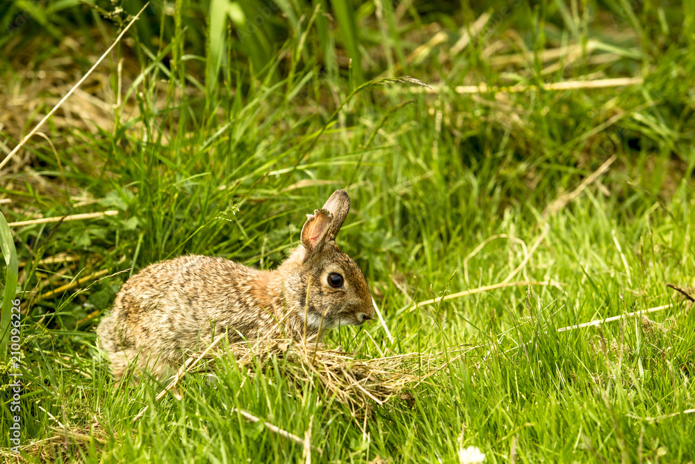 Fototapeta premium Look Its a Rabbit 