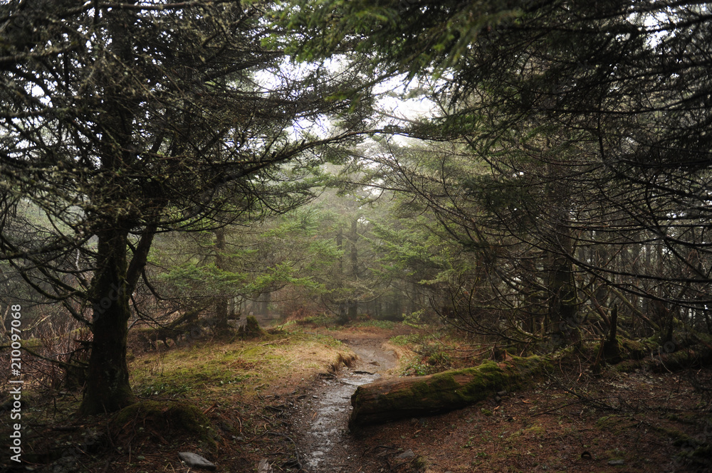 Fototapeta premium Appalachian Trail
