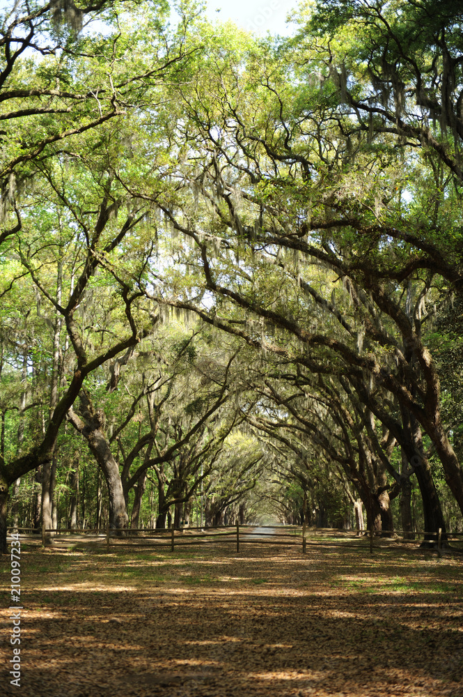 Naklejka premium Wormsloe 1