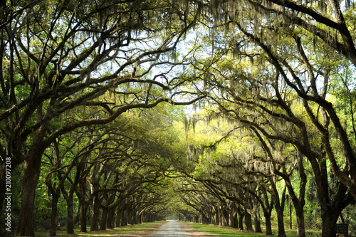 Wormsloe 3