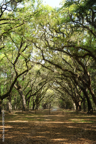 Wormsloe 1