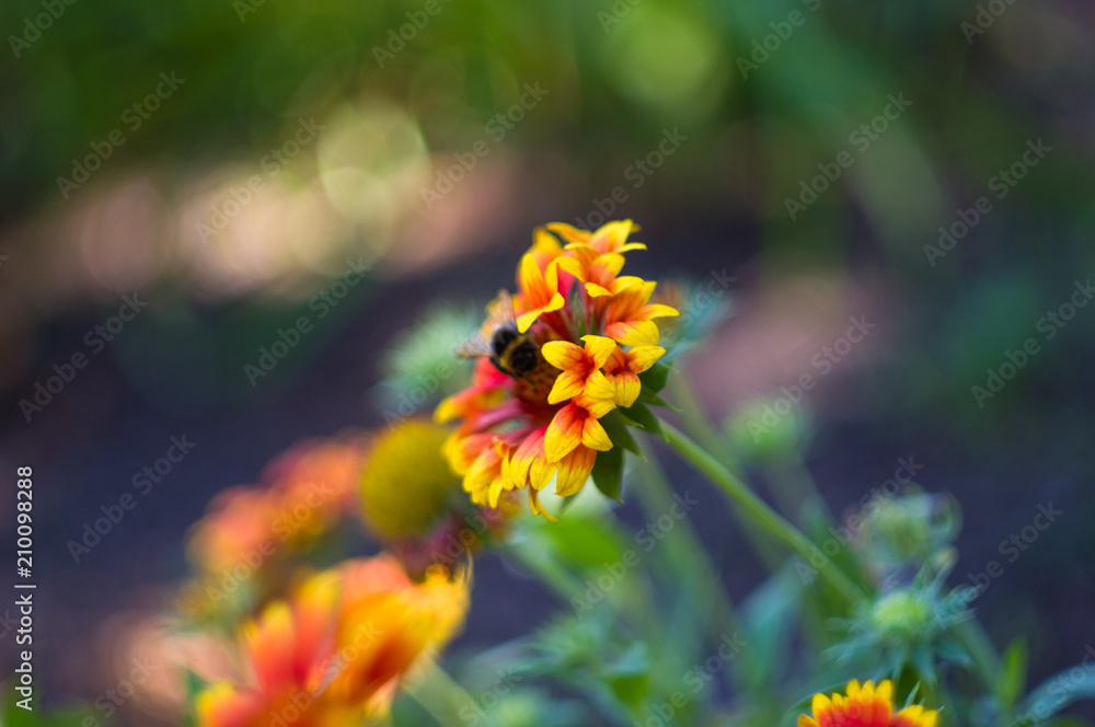 pollination by bees colorful flowers Gaillardia in the garden pollination by bees colorful flowers Gaillardia in the garden
