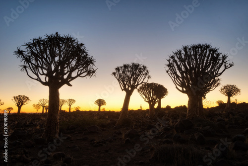 Quiver Tree Forest in Southern Namibia taken in January 2018