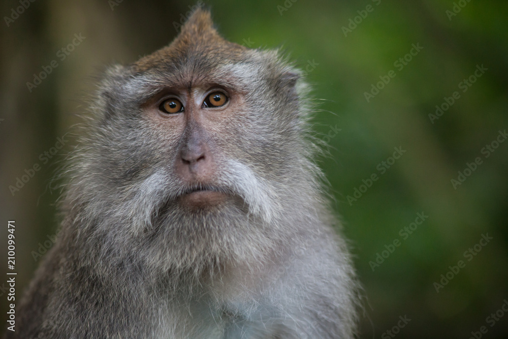 Isolated monkey in detail with green background