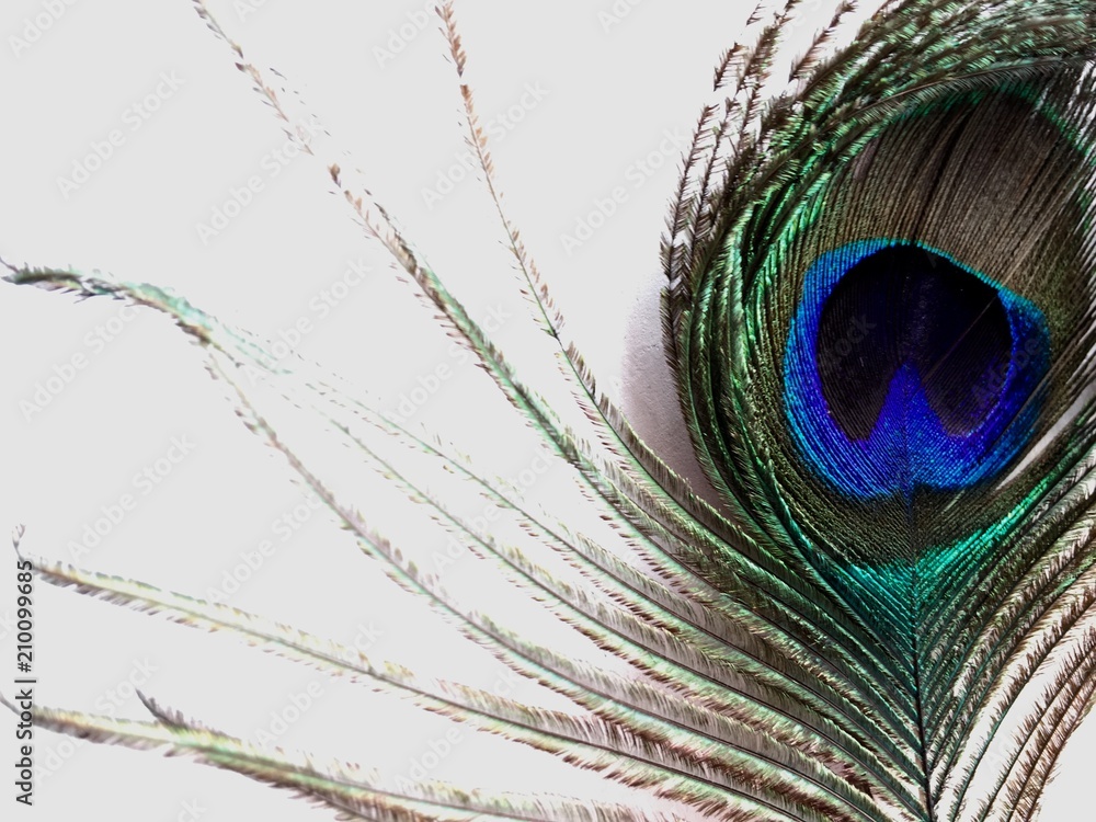 Obraz premium Peacock feather 