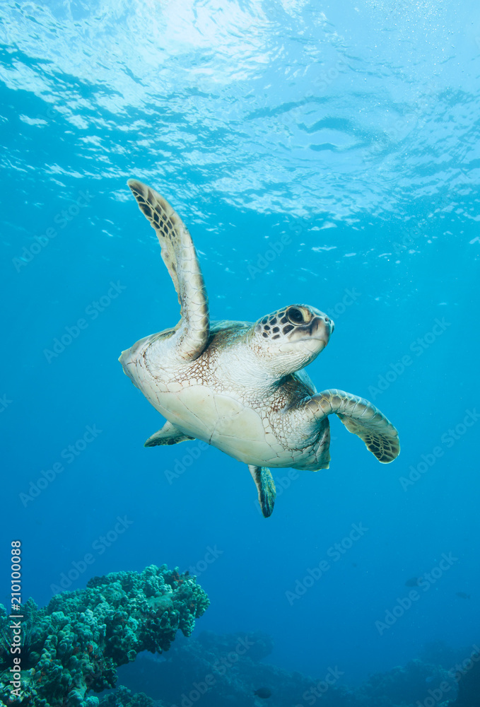 Naklejka premium Diving with a curious green sea turtle in blue water
