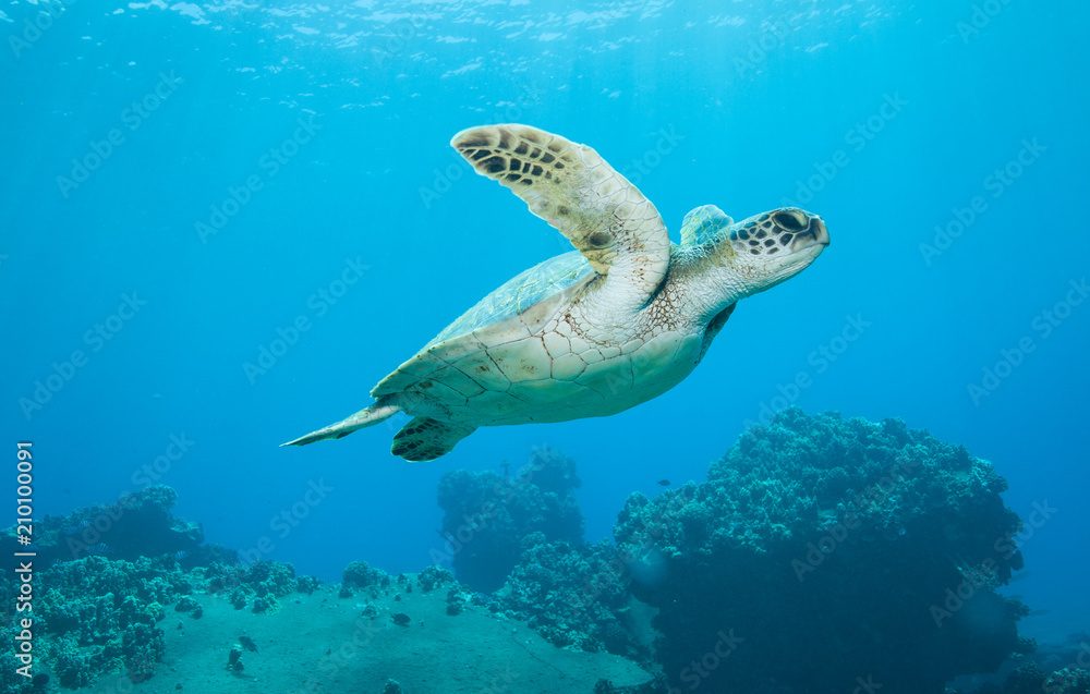 Obraz premium Diving with a curious green sea turtle in blue water